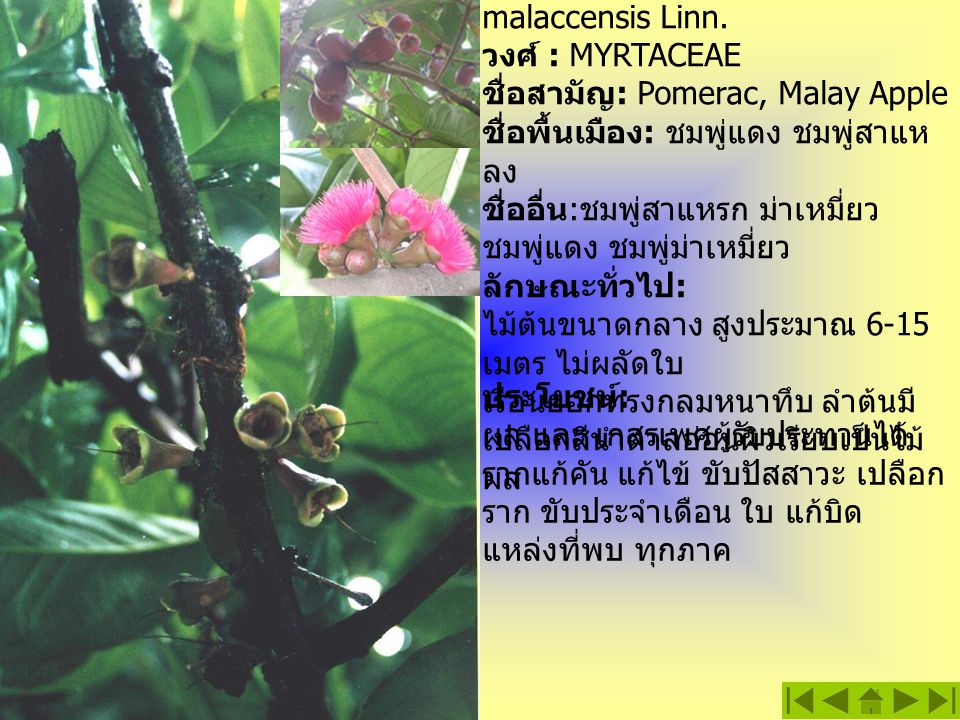 ชมพู่มะเหมี่ยว ชื่อวิทยาศาสตร์ : Eugenia malaccensis Linn.