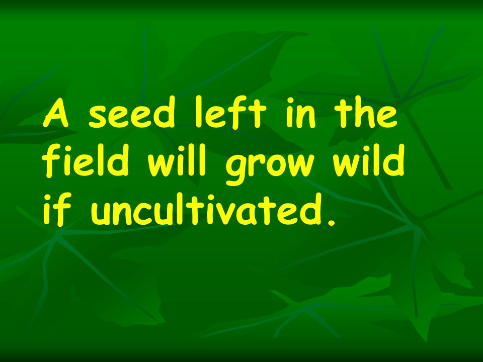 A seed left in the field will grow wild if uncultivated.