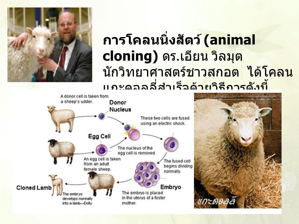 การโคลนนิ่งสัตว์ (animal cloning) ดร.เอียน วิลมุต