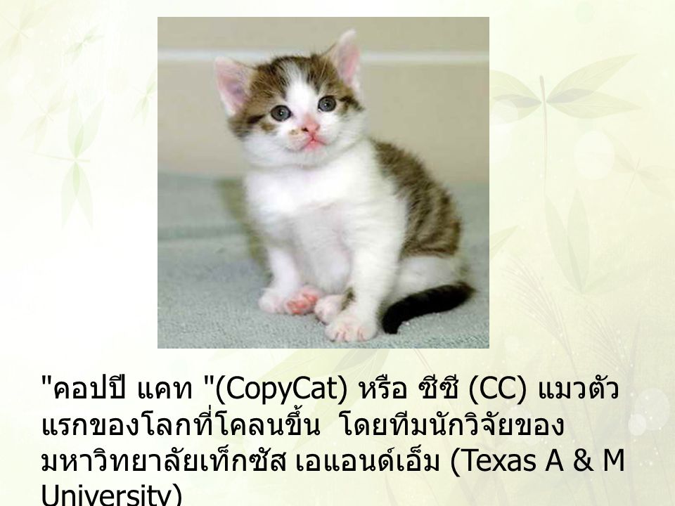 คอปปี แคท (CopyCat) หรือ ซีซี (CC) แมวตัวแรกของโลกที่โคลนขึ้น โดยทีมนักวิจัยของมหาวิทยาลัยเท็กซัส เอแอนด์เอ็ม (Texas A & M University)