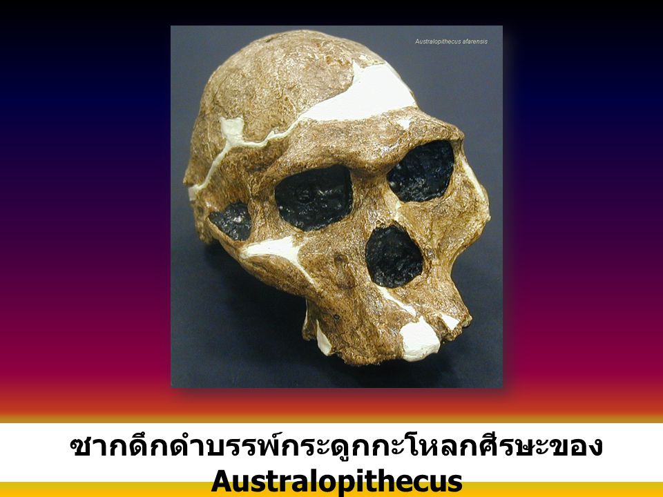 ซากดึกดำบรรพ์กระดูกกะโหลกศีรษะของ Australopithecus