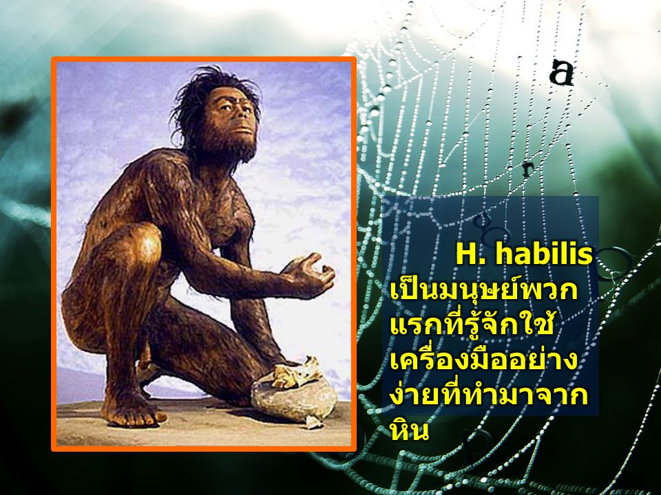 H. habilis เป็นมนุษย์พวกแรกที่รู้จักใช้เครื่องมืออย่างง่ายที่ทำมาจากหิน