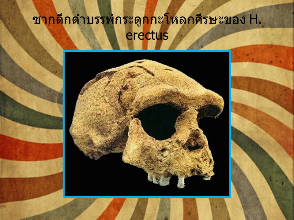 ซากดึกดำบรรพ์กระดูกกะโหลกศีรษะของ H. erectus