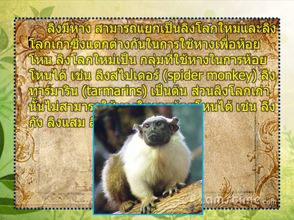 ลิงมีหาง สามารถแยกเป็นลิงโลกใหม่และลิงโลกเก่าซึ่งแตกต่างกันในการใช้หางเพื่อห้อยโหน ลิงโลกใหม่เป็น กลุ่มที่ใช้หางในการห้อยโหนได้ เช่น ลิงสไปเดอร์ (spider monkey) ลิงทาร์มาริน (tarmarins) เป็นต้น ส่วนลิงโลกเก่านั้นไม่สามารถใช้หางในการห้อยโหนได้ เช่น ลิงกัง ลิงแสม ลิงบาบูน เป็นต้น
