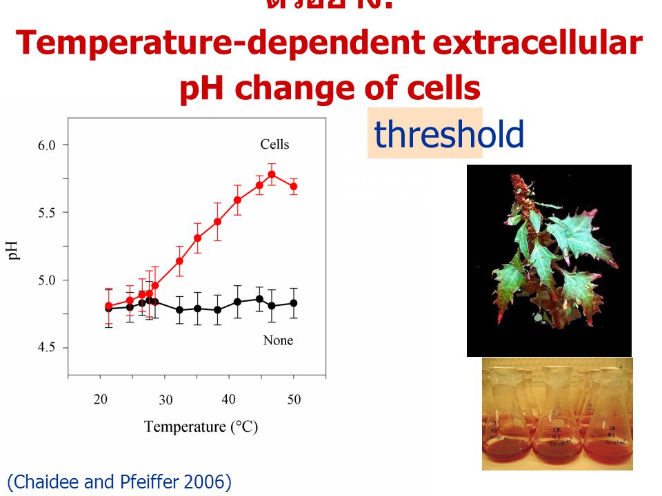 ตัวอย่าง: Temperature-dependent extracellular pH change of cells