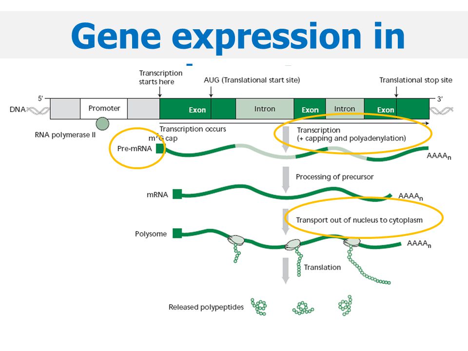 Gene expression in eukaryotes