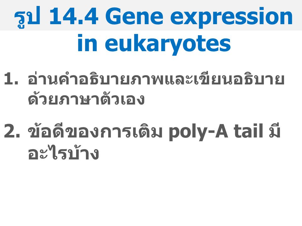 รูป 14.4 Gene expression in eukaryotes