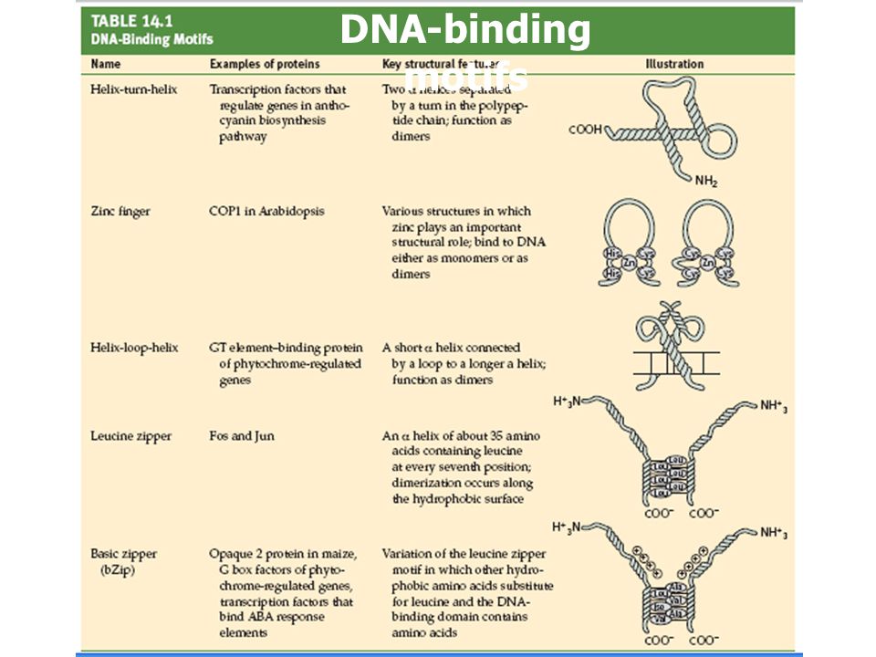 DNA-binding motifs