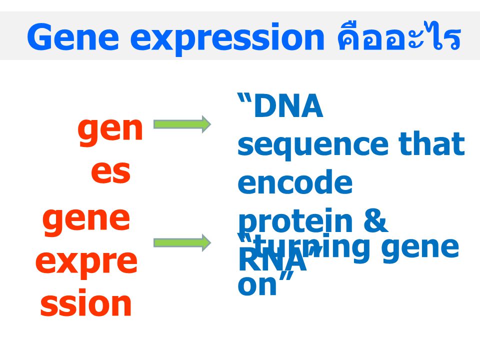 Gene expression คืออะไร
