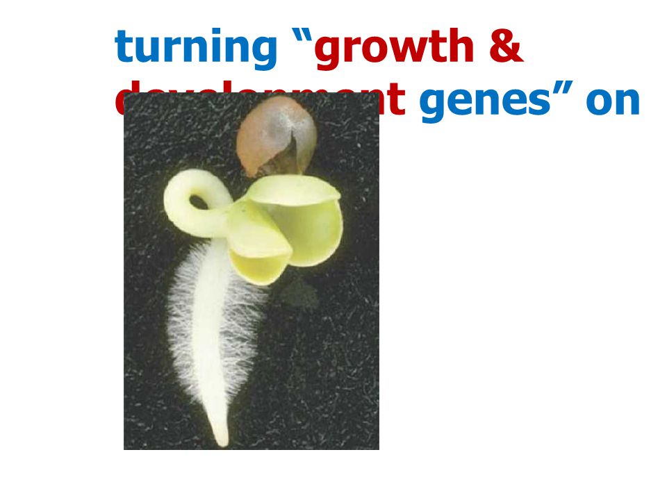 turning growth & development genes on