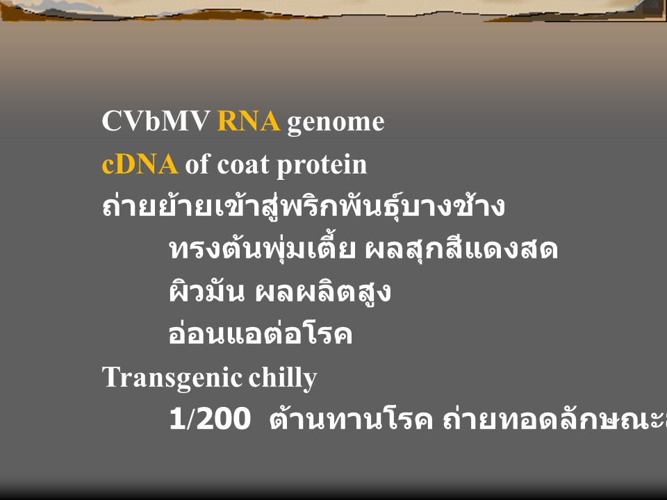 CVbMV RNA genome cDNA of coat protein. ถ่ายย้ายเข้าสู่พริกพันธุ์บางช้าง. ทรงต้นพุ่มเตี้ย ผลสุกสีแดงสด.