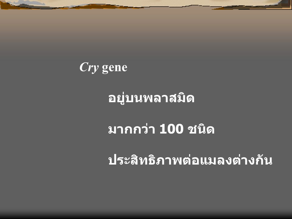 Cry gene อยู่บนพลาสมิด มากกว่า 100 ชนิด ประสิทธิภาพต่อแมลงต่างกัน