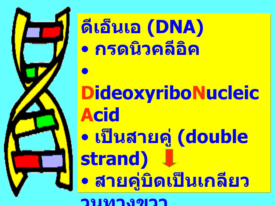 ดีเอ็นเอ (DNA) กรดนิวคลีอิค. DideoxyriboNucleic Acid. เป็นสายคู่ (double strand) สายคู่บิดเป็นเกลียว วนทางขวา.
