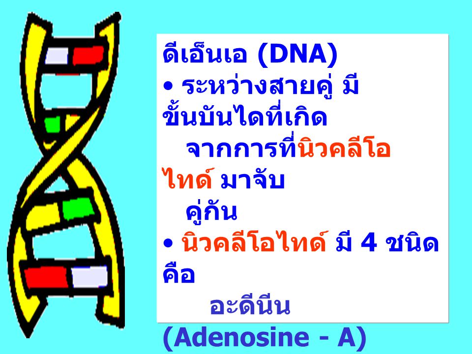 ดีเอ็นเอ (DNA) ระหว่างสายคู่ มีขั้นบันไดที่เกิด. จากการที่นิวคลีโอไทด์ มาจับ. คู่กัน. นิวคลีโอไทด์ มี 4 ชนิด คือ.
