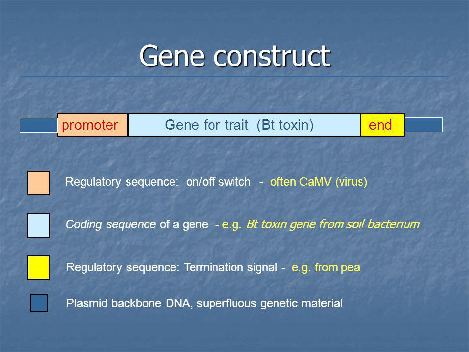 Gene construct promoter Gene for trait (Bt toxin) end