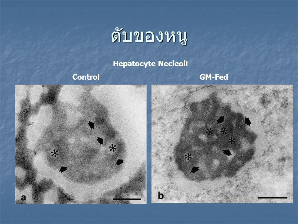 ตับของหนู Hepatocyte Necleoli Control GM-Fed