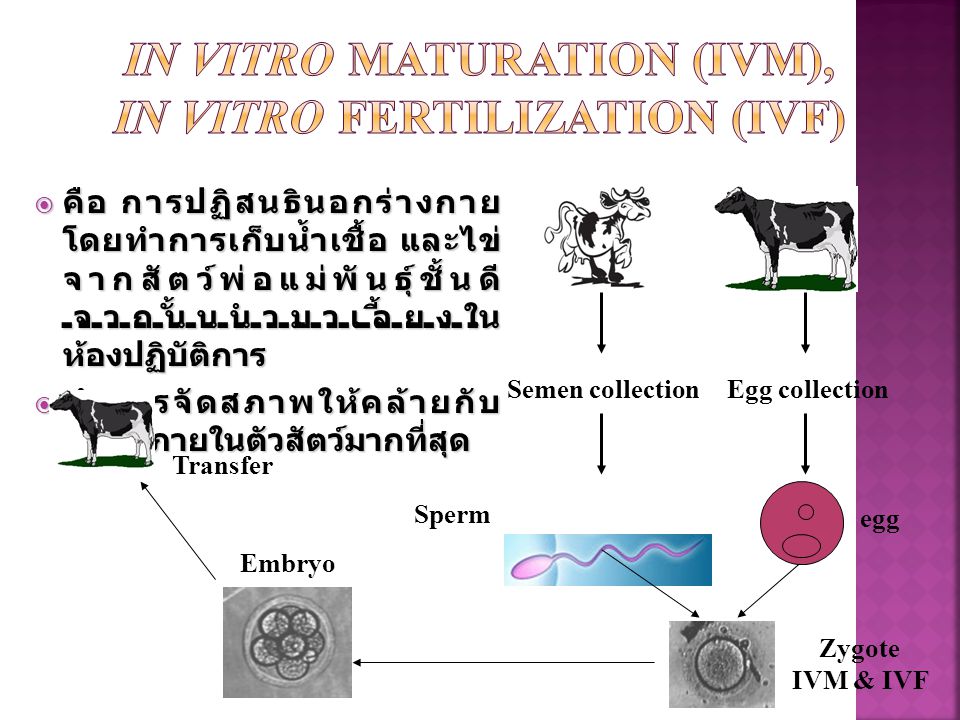 In vitro maturation (IVM), In vitro Fertilization (IVF)