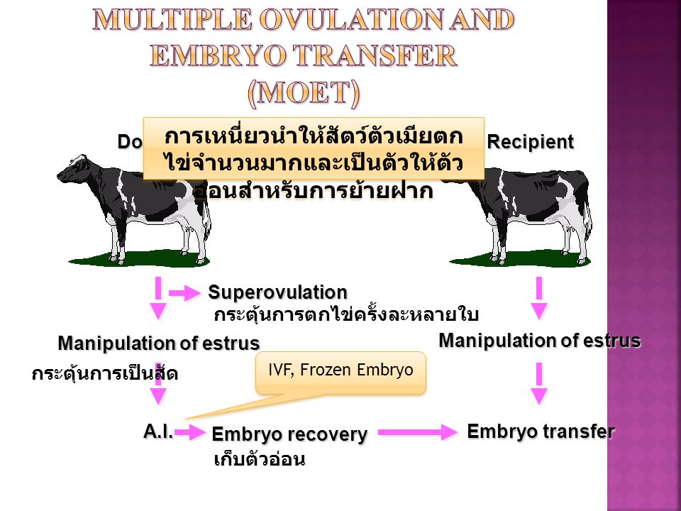 Multiple Ovulation and Embryo Transfer (MOET)