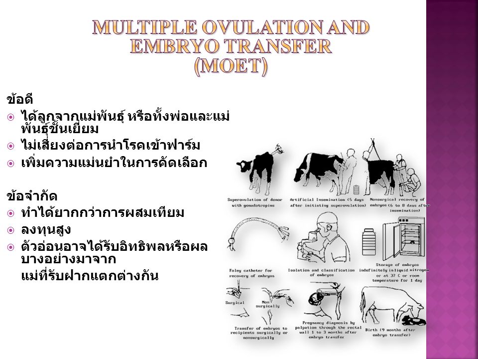 Multiple Ovulation and Embryo Transfer (MOET)