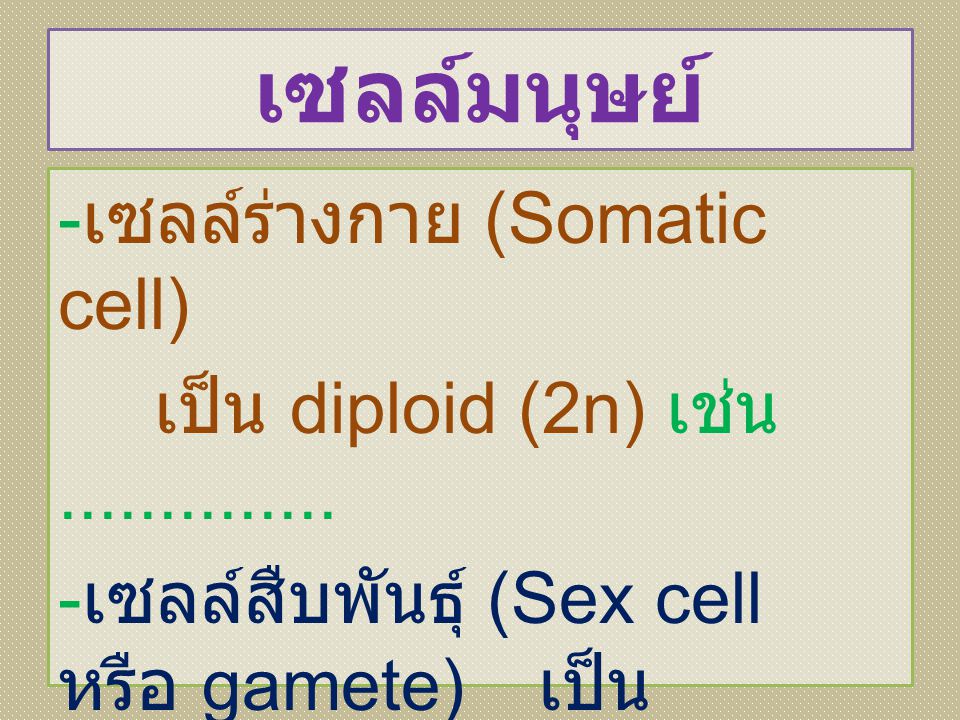 เซลล์มนุษย์ -เซลล์ร่างกาย (Somatic cell) เป็น diploid (2n) เช่น