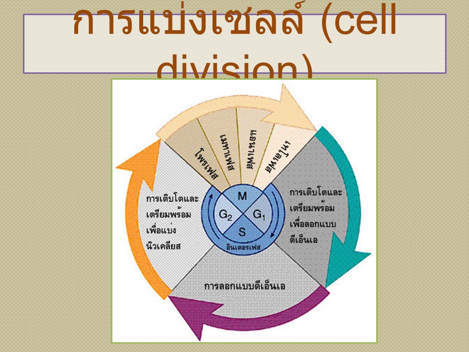 การแบ่งเซลล์ (cell division)