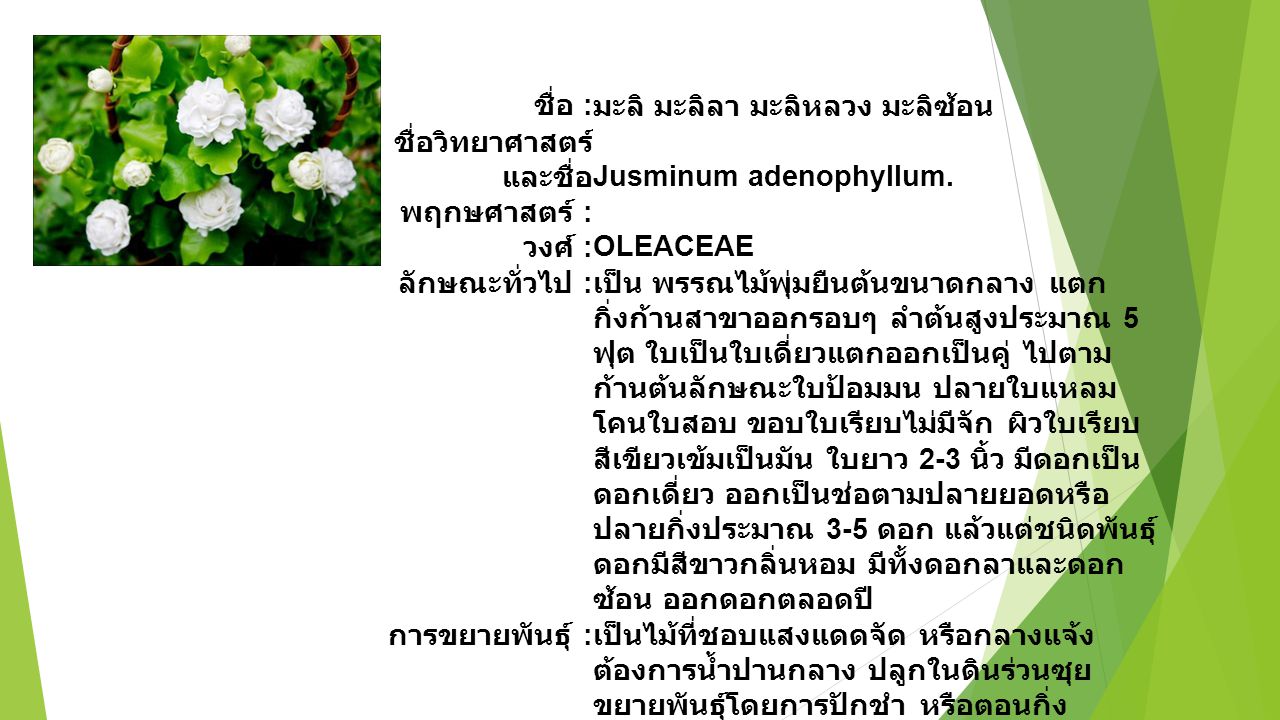 ชื่อ : มะลิ มะลิลา มะลิหลวง มะลิซ้อน. ชื่อวิทยาศาสตร์ และชื่อพฤกษศาสตร์ : Jusminum adenophyllum. วงศ์ :
