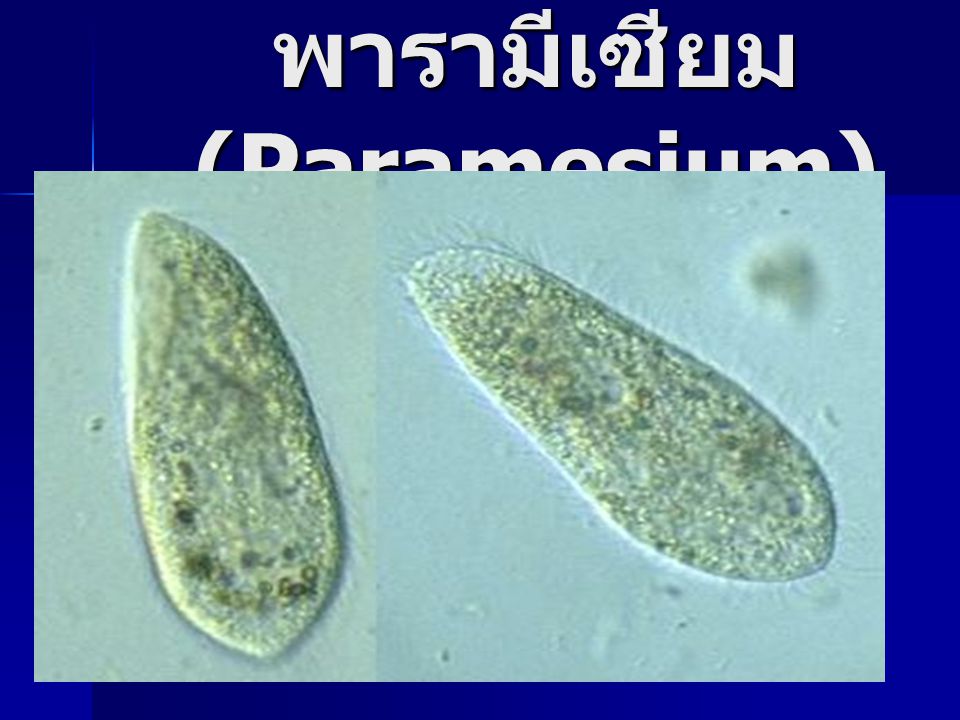 พารามีเซียม(Paramesium)