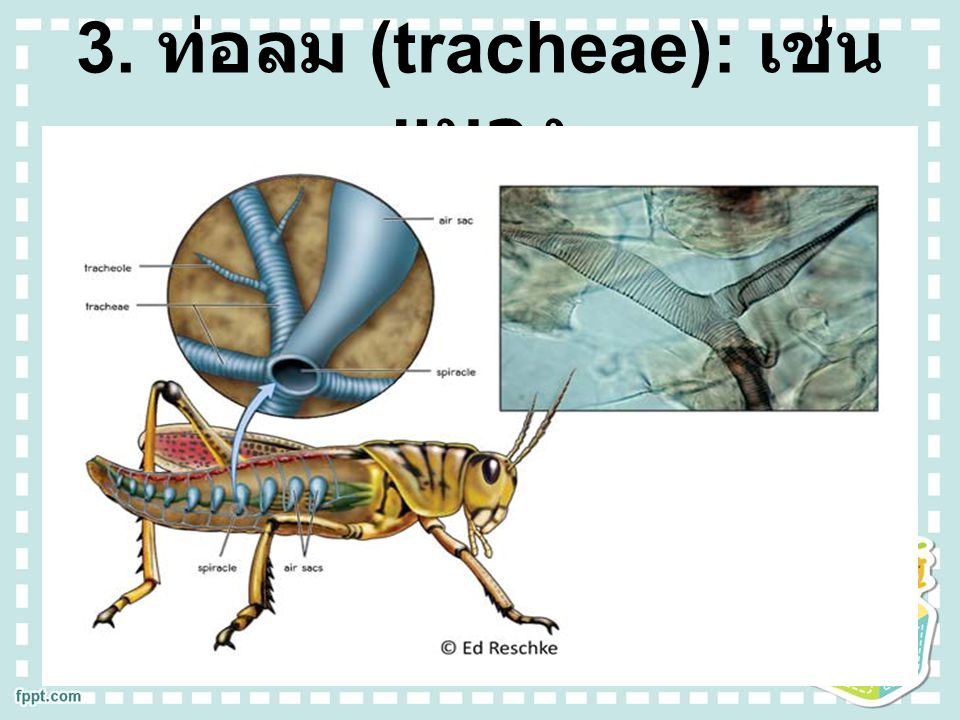 3. ท่อลม (tracheae): เช่น แมลง