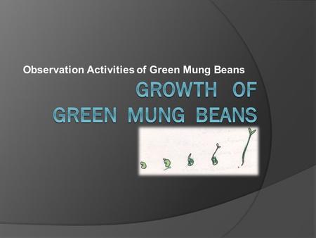 Observation Activities of Green Mung Beans. The scientific method of Growth of green mung beans 1. Observation The growth of green beans in different.