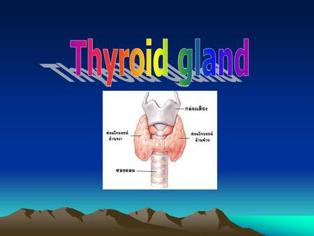 Thyroid gland.
