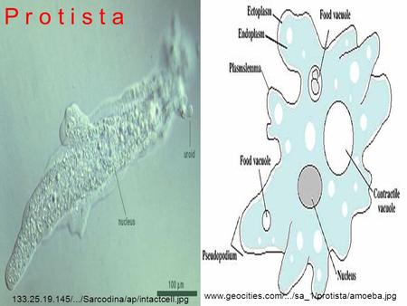 P r o t i s t a www.geocities.com/.../sa_1/protista/amoeba.jpg 133.25.19.145/.../Sarcodina/ap/intactcell.jpg.