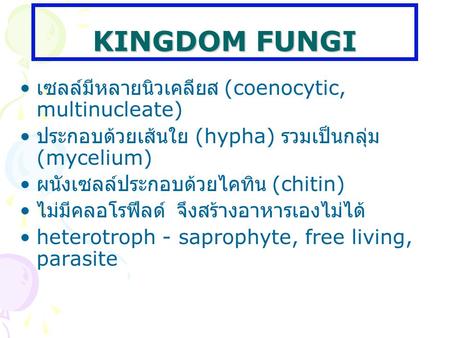 KINGDOM FUNGI เซลล์มีหลายนิวเคลียส (coenocytic, multinucleate)