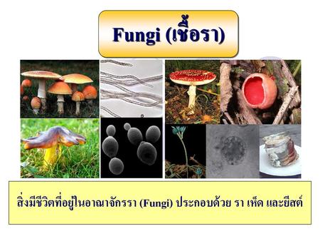 สิ่งมีชีวิตที่อยู่ในอาณาจักรรา (Fungi) ประกอบด้วย รา เห็ด และยีสต์