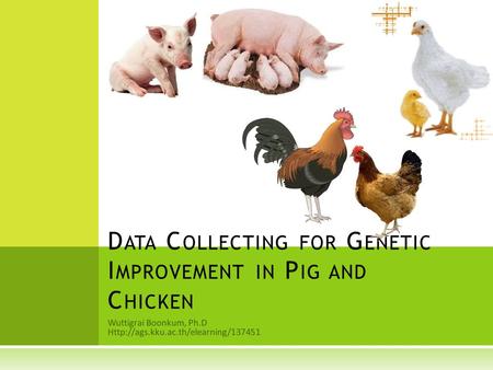 Data Collecting for Genetic Improvement in Pig and Chicken