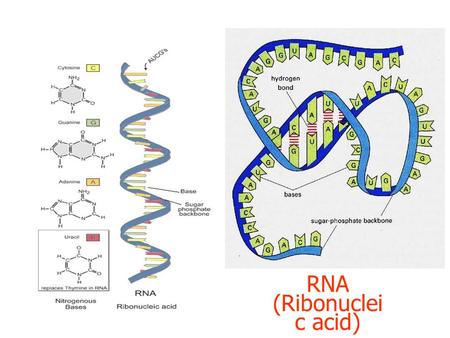 RNA (Ribonuclei c acid). RNA มี 3 ชนิด คือ 1.Ribosomal RNA (rRNA) ไร โบโซมอล อาร์เอ็นเอ ทำหน้าที่เป็นองค์ประกอบหลัก ของ ribosome 2.Transfer RNA (tRNA)
