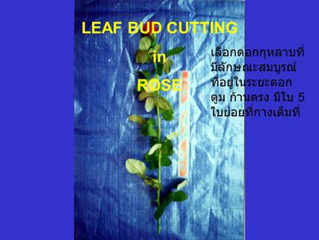 LEAF BUD CUTTING in ROSE เลือกดอกกุหลาบที่ มีลักษณะสมบูรณ์ ที่อยู่ในระยะดอก ตูม ก้านตรง มีใบ 5 ใบย่อยที่กางเต็มที่