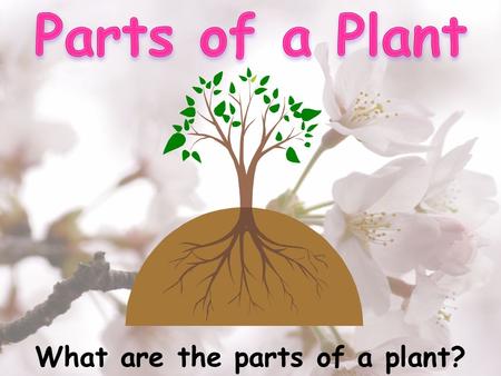 What are the parts of a plant?. Vocabulary 1) Plant- พืช 7) Buds- ดอกตูม 2) Roots- ราก 8) Flower- ดอกไม้ 3) Stem- ลำต้นเล็ก 9) Fruit- ผลไม้ 4) Trunk-
