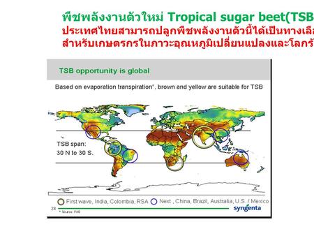 พืชพลังงานตัวใหม่ Tropical sugar beet(TSB)