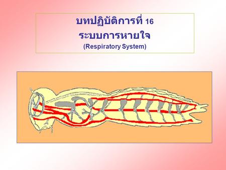 บทปฏิบัติการที่ 16 ระบบการหายใจ (Respiratory System)