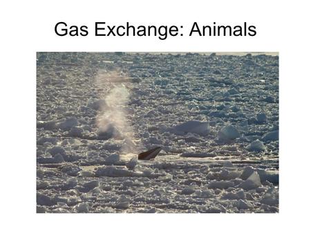 Gas Exchange: Animals.