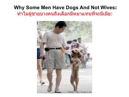 Why Some Men Have Dogs And Not Wives: ทำไมผู้ชายบางคนถึงเลือกมีหมาแทนที่จะมีเมีย: