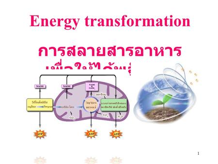 Energy transformation การสลายสารอาหารเพื่อให้ได้พลังงาน