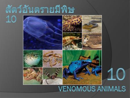 สัตว์อันตรายมีพิษ 10 10 venomous animals.