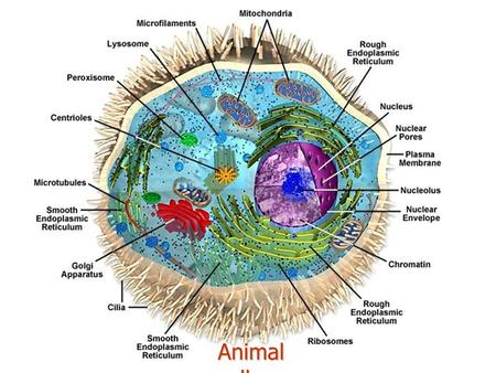 Animal cell.