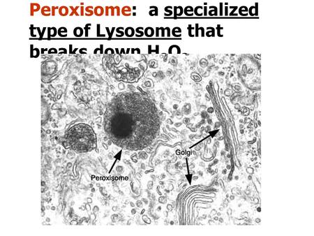 Peroxisome:  a specialized type of Lysosome that breaks down H2O2