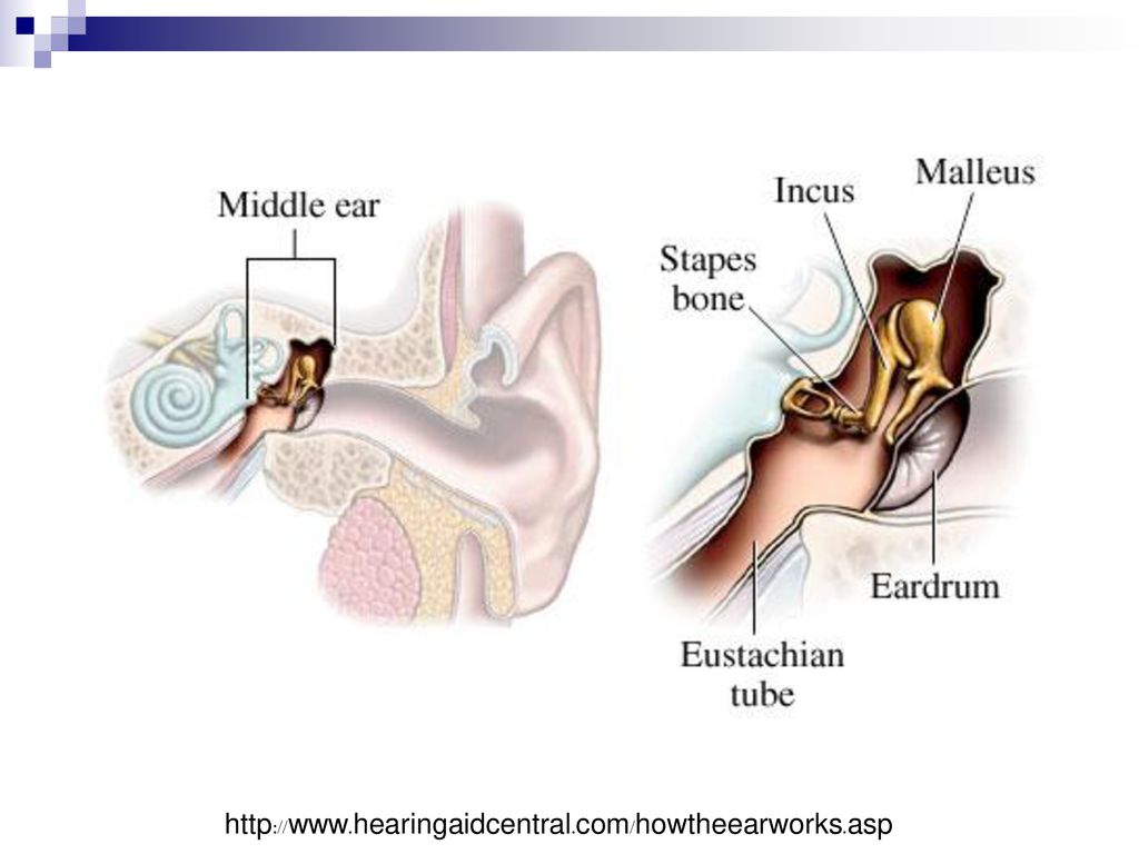 Внутреннее ухо расположено в полости кости. Строение уха молоточек наковальня. Среднее ухо анатомия строение среднего уха. Среднее ухо молоточек наковальня и стремечко. Строение в среднем ухе.