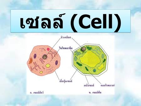 เซลล์ (Cell).