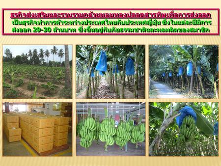 ธุรกิจส่งเสริมและรวบรวมกล้วยหอมทองปลอดสารพิษเพื่อการส่งออก เป็นธุรกิจทำการค้าระหว่างประเทศไทยกับประเทศญี่ปุ่น ซึ่งในแต่ละปีมีการส่งออก 20-30 ล้านบาท ซึ่งขึ้นอยู่กับภัยธรรมชาติและผลผลิตของสมาชิก.