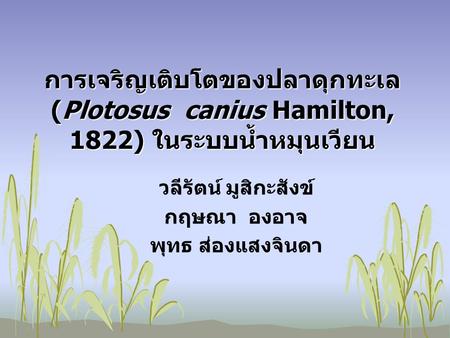 การเจริญเติบโตของปลาดุกทะเล (Plotosus canius Hamilton, 1822) ในระบบน้ำหมุนเวียน วลีรัตน์ มูสิกะสังข์ กฤษณา องอาจ พุทธ ส่องแสงจินดา.