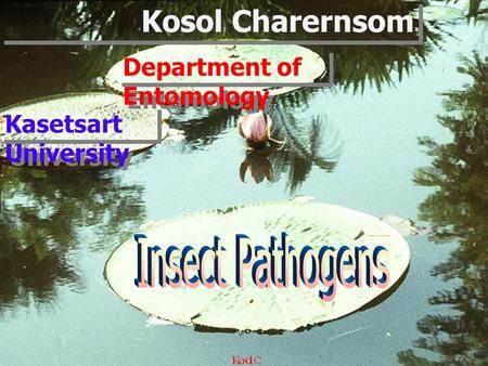 Kosol Charernsom Kasetsart University Department of Entomology.